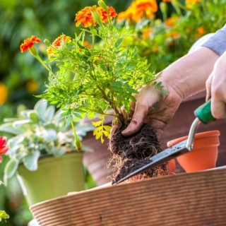 Saiba como cuidar do jardim em cada estação do ano Material de Construção Capão da Canoa Loja de Material de Construção Barato Saiba como cuidar do jardim em cada estação do ano Pedra e Areia para Construção Capão da Canoa Material de Construção Arroio Teixeira